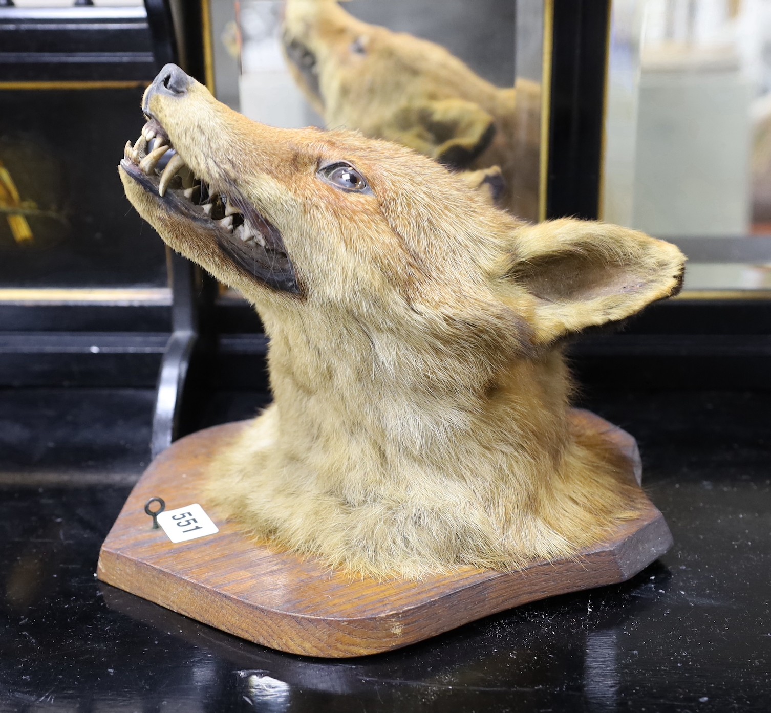 A Fox head on an oak shield, shield 28cms high